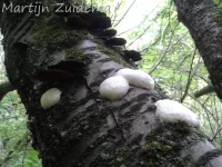 Zilveren Boomkussen [Reticularia lycoperdon]